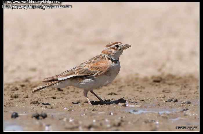 草原上的精灵&mdash;百灵鸟