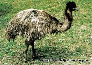 澳大利亚鸸鹋战争（the Great Emus War）