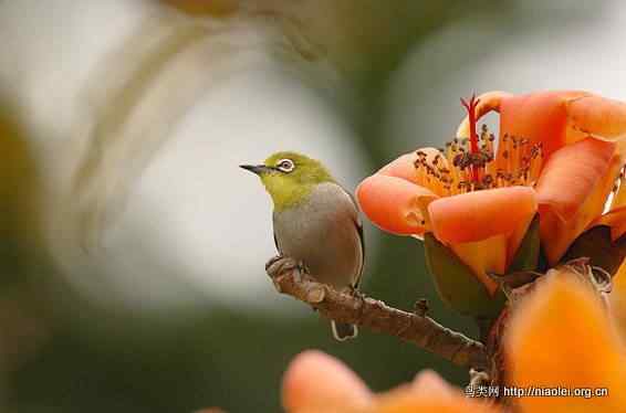 鸟语花香 鸟语花香