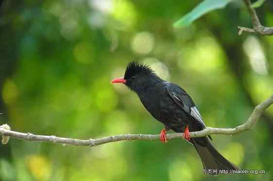 鸟语花香 鸟语花香