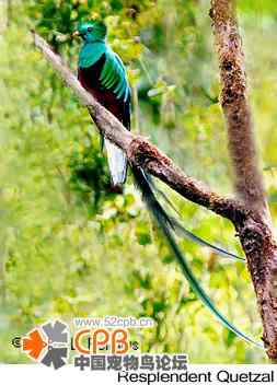 世界上尾巴最长的鸟：凤尾绿咬鹃