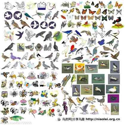 最全最漂亮的鸟类矢量图