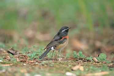 世界各国国鸟图片