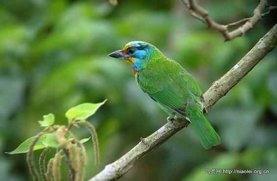 鸟语花香 鸟语花香