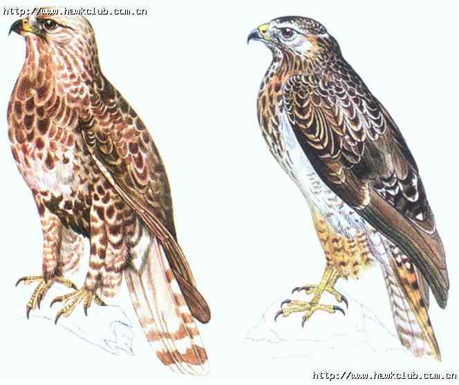 容易混淆的猛禽对比图
