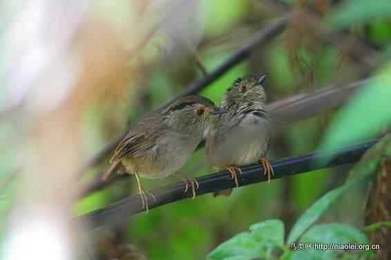 鸟语花香 鸟语花香