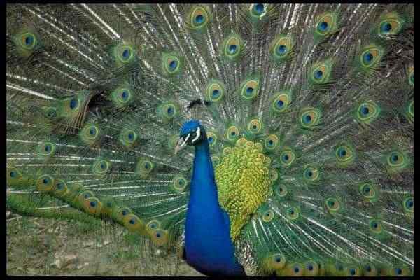 世界各国国鸟图片