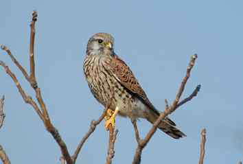 世界各国国鸟图片