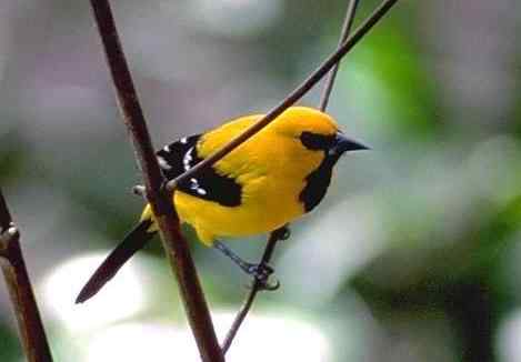 世界各国国鸟图片