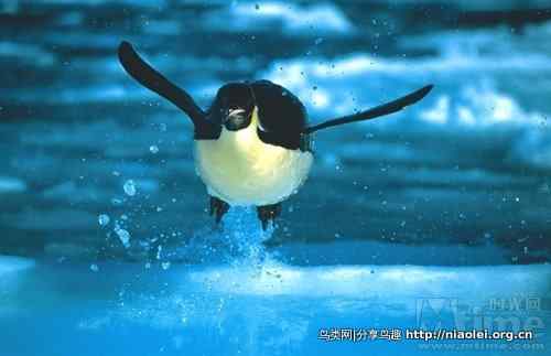 纪录片《深蓝》－－企鹅的沉潜