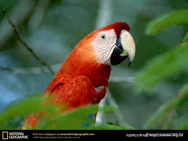 高清美国国家地理动物壁纸