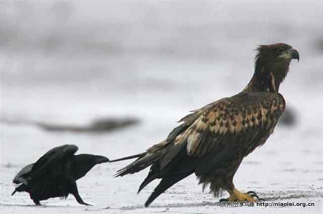 老鹰的屁股摸不得