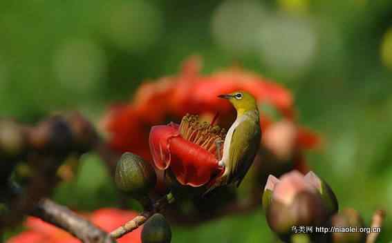 鸟语花香 鸟语花香