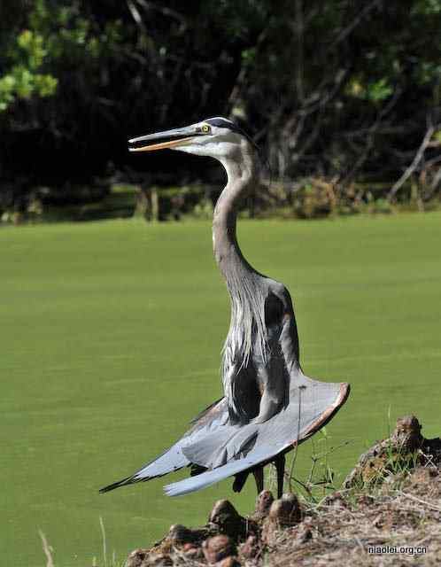 大蓝鹭的诡异姿势