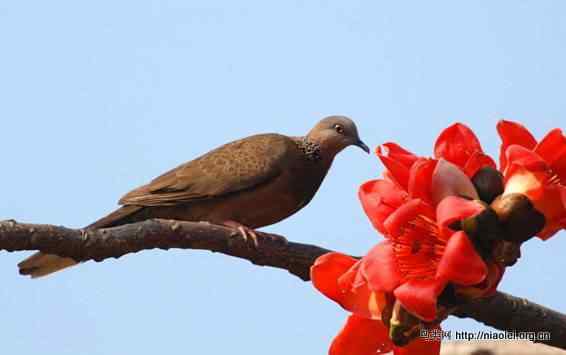 鸟语花香 鸟语花香