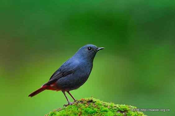 鸟语花香 鸟语花香
