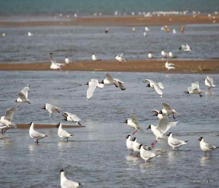 遗鸥,遗落之鸥 遗鸥,遗落之鸥