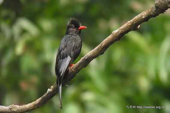 鸟语花香 鸟语花香