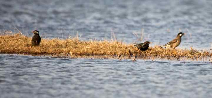请教：一种水鸟