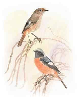 黄尾鸲——喂鸟拍照可以吗？