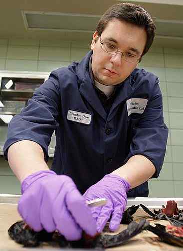 美国阿肯色州2000只红翅黑鹂死鸟从天而降