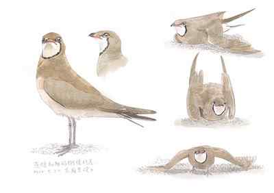 燕鸻筑巢的把戏