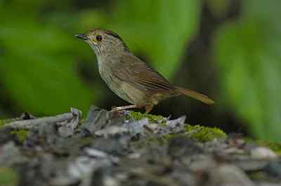 头乌线（绣眼鸟）