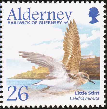 英国候鸟--涉禽