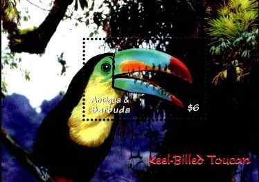 加勒比雨林鸟类