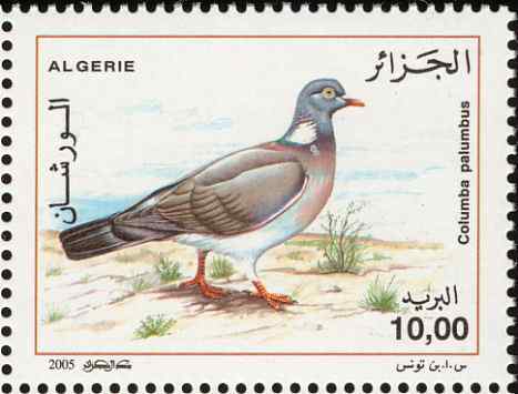 阿尔及利亚 鸽子