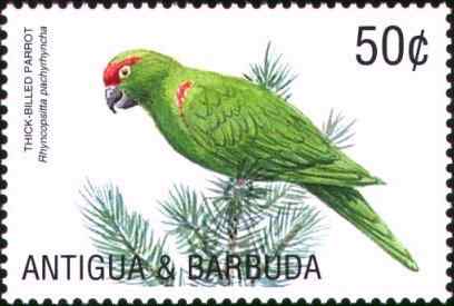 加勒比厚嘴鹦哥和蒙岛拟鹂