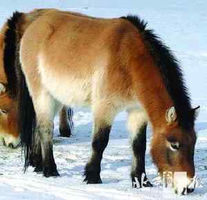 生物灭绝加速上世纪中国灭绝10种野生动物(图)