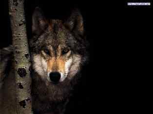 狼王与鬣狗交战失败 能毅然咬断后腿