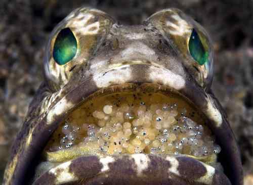 美大学举行海底世界摄影大赛拳击蟹夺冠