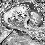 PNAS：蝾螈觅食不惧危险