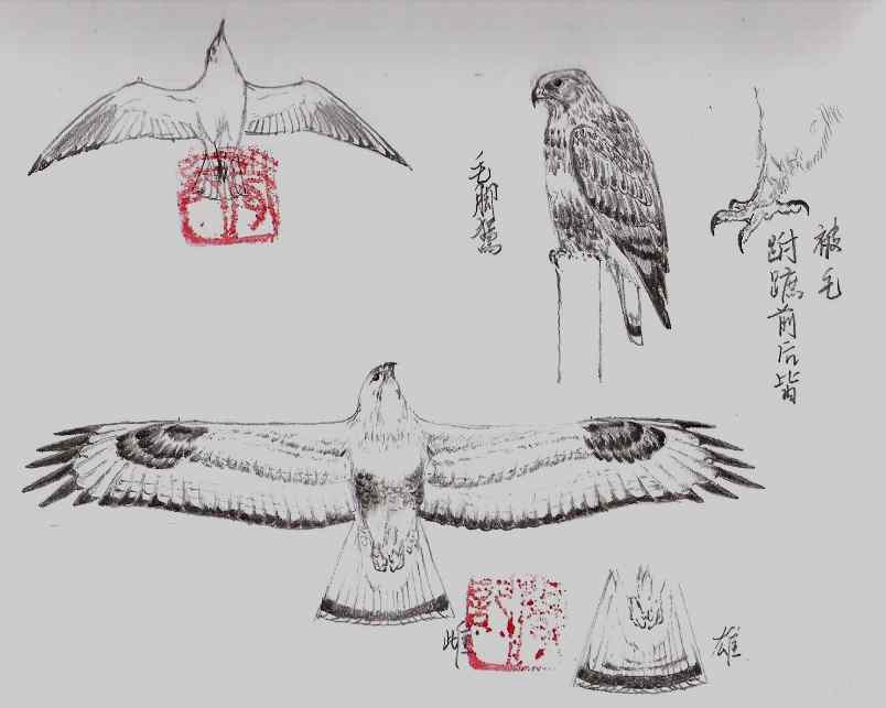 云南猛禽的识别第二编——鵟