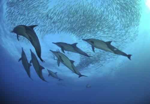 南非海域上演沙丁鱼群大逃亡奇观