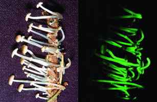 《时代》评选出2009十大新物种博萨维毛鼠居榜首