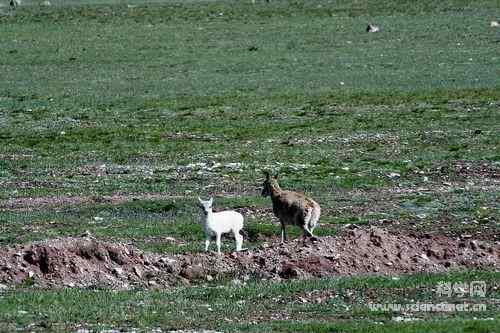 青藏铁路沿线发现白色藏羚