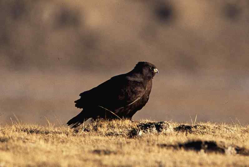 云南猛禽的识别第二编——鵟