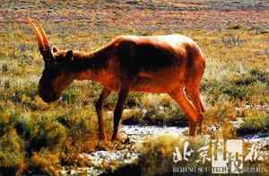 生物灭绝加速上世纪中国灭绝10种野生动物(图)