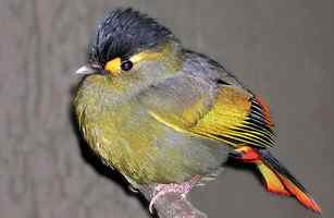 《时代》评选出2009十大新物种博萨维毛鼠居榜首