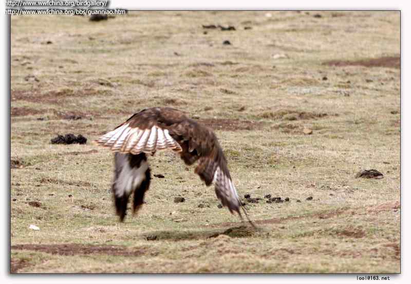 云南猛禽的识别第二编——鵟