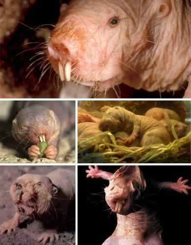 盘点自然界七大动物建筑师