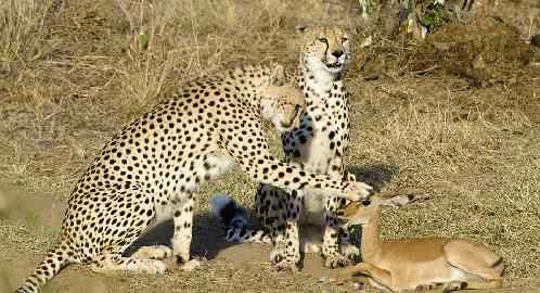 三猎豹抓住小羚羊后竟一同玩耍