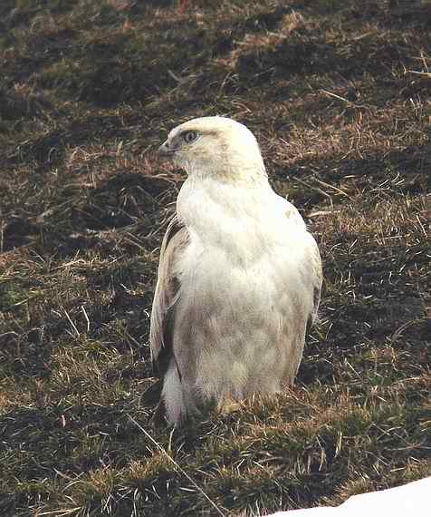 云南猛禽的识别第二编——鵟