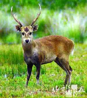 生物灭绝加速上世纪中国灭绝10种野生动物(图)