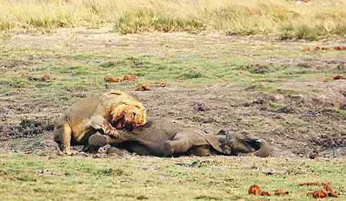 狮子与大象的对决