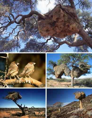 盘点自然界七大动物建筑师