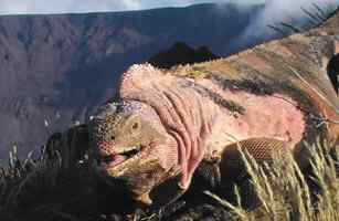 《时代》评选出2009十大新物种博萨维毛鼠居榜首